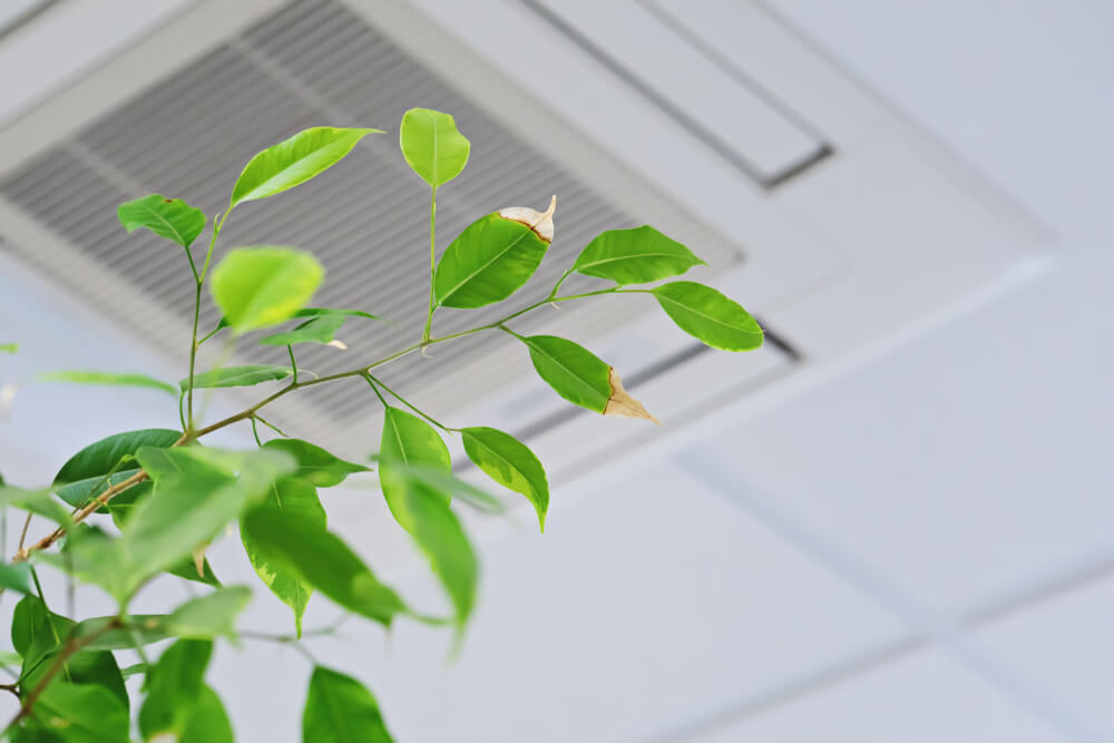 Ficus Green Leaves in Front of Ceiling Air Conditioner